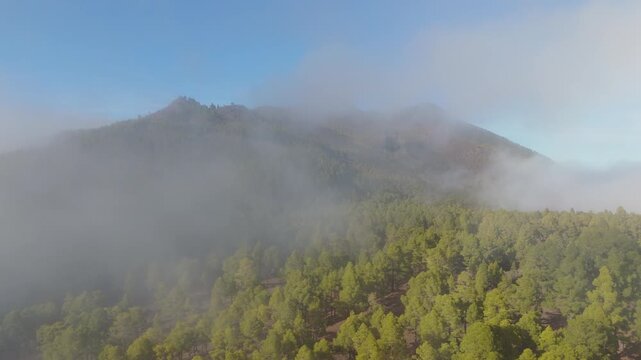 Dense forest hidden in fog on volcano slopes at Ruta de los Volcanes hiking trail, La Palma, Canary islands, Spain