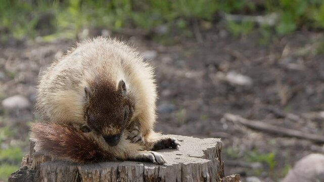 Yellow-bellied marmot grooms fur on leg in meadow on old tree stump