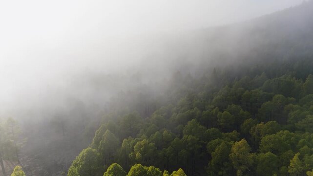 Mysterious forest hidden in morning fog at Ruta de los Volcanes hiking trail, La Palma, Canary islands, Spain