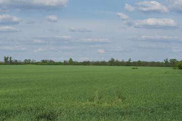 Fototapeta premium Green winter wheat growing in large agricultural field surrounded by trees in countryside landscape.