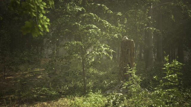 Secluded Austrian forest trail winding through dense trees, leafstrewn path and filtered light, sense of discovery and outdoor adventure for travel content