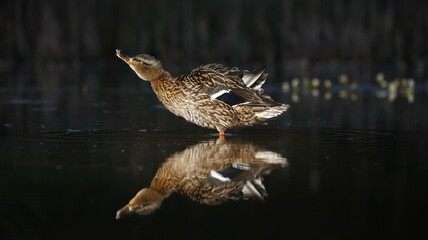 Fototapeta premium Female mallard peening on the pond