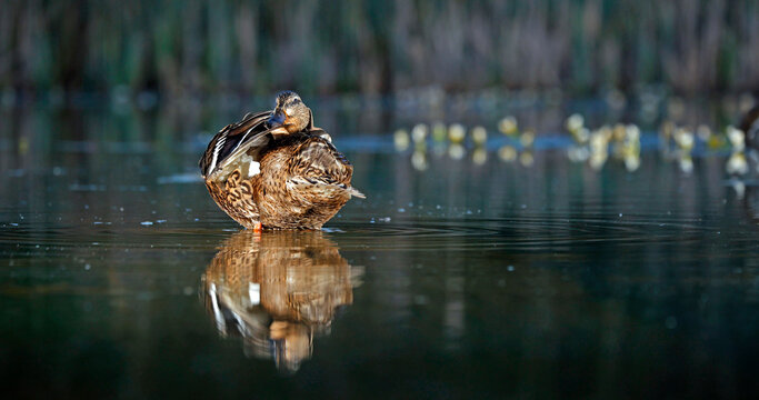 Female mallard peening  on the pond
