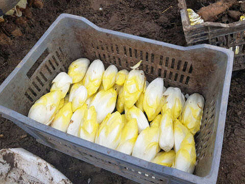 endives