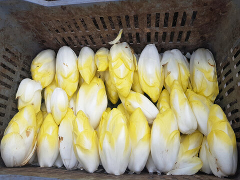endives