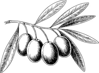 Vintage black and white engraving of an olive branch with olives fruit food nature © Papri_stock