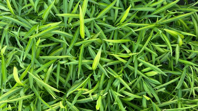 Natural Green Pattern of Organic Lophatherum Gracile Leaves