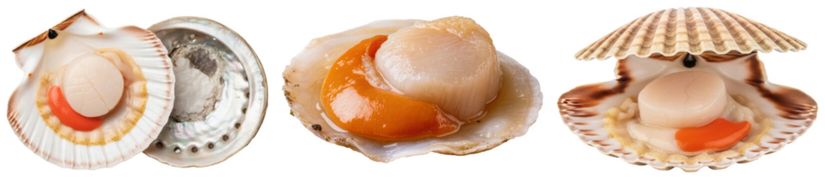 Three fresh scallops in their shells, isolated on a transparent background