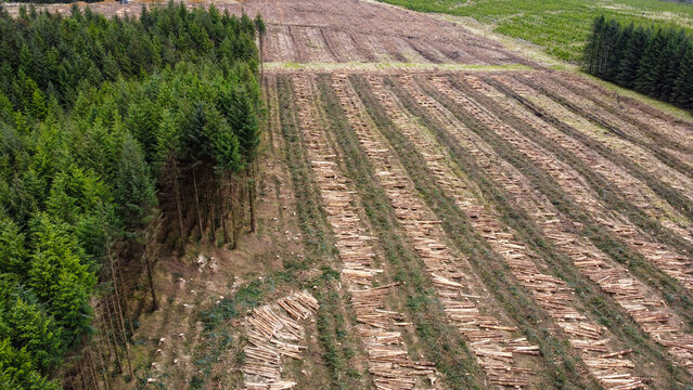 Drone aerial view of commercial forestry operations showing clear-cut woodland with felled timber in rows, surrounded by dense evergreen forest and rolling terrain during timber harvesting.