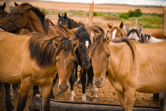 A close-up of brown horses in a herd at a ranch in the Karaganda region. Great for livestock farming articles, agricultural reports, or equestrian media. It shows typical rural life in Kazakhstan.