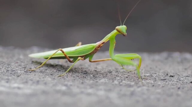 Green Praying Mantis Walking on Concrete Surface in Macro Close Up