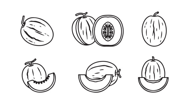Watermelon and cantaloupe fruit assortment line art with cross section melon flesh watermelon cantaloupe illustration background botanical vitamins minimalist artistic