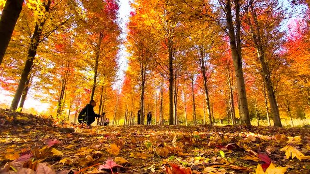 Sunlit Red Maple Forest Canopy Ablaze with Peak Autumn Foliage