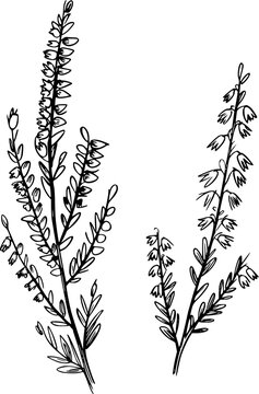 Hand-drawn black line heather sprigs white background, plant botanical floral nature