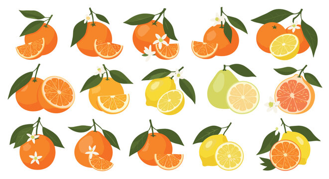 Extensive collection of citrus fruits includes whole and sliced oranges, lemons, limes, and pomelos accompanied by green leaves and flowers.