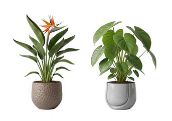 Fototapeta premium Two decorative green potted plants for home interior decor