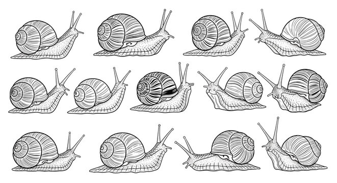 Artistic collection of hand-drawn snail sketches showing the mollusks crawling in various directions with detailed shells and textures.