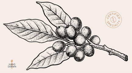Fototapeta premium Vintage coffee branch bean plant sketch, organic cafe engraved logo. Botanical coffee plant bean branch identity, eco natural drawing. Bean branch plant coffee sketch. Vector Illustration