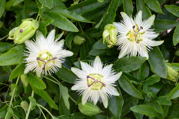 Fototapeta premium Beautiful White Passion Flowers (Passiflora caerulea Constance Elliott) with Buds on a Vine