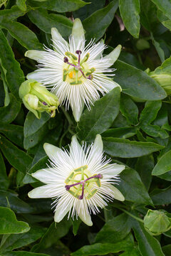 Beautiful White Passion Flowers (Passiflora caerulea Constance Elliott) with Buds on a Vine