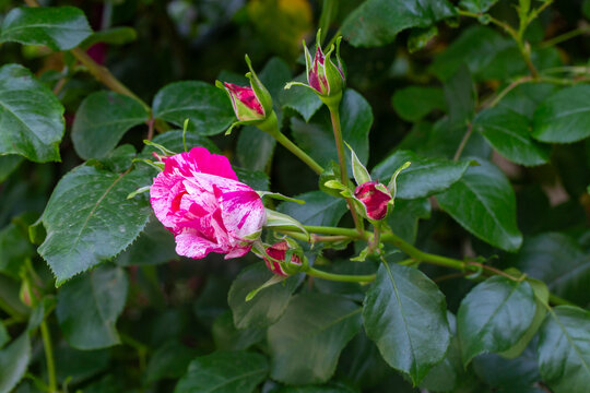Beautiful Striped Pink and White Henri Matisse Rose Bud Blooming with Green Leaves