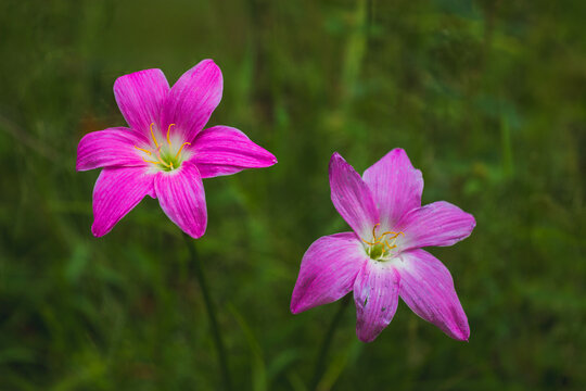 Blooming pink wildflowers in nature close-up photography vibrant green background