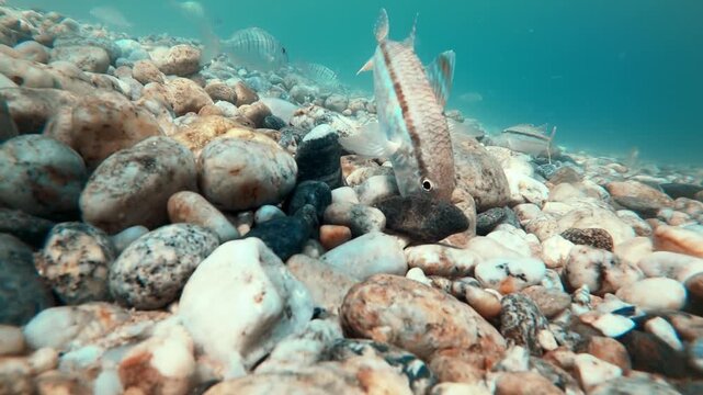 Group of striped red mullet fish foraging for food on rocky seabed underwater.