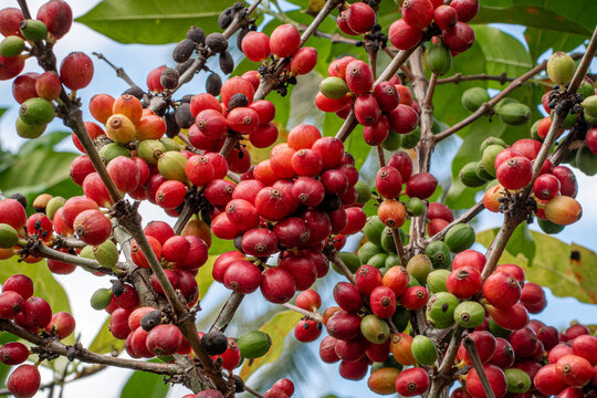 Liberica Coffee Berries on Branches in Tropical Coffee Plantation, Ripe Liberica Coffee Beans Growing on Coffee Trees, Fresh coffee background