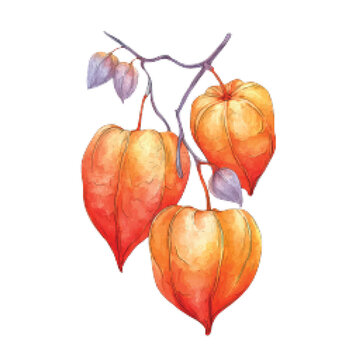 Ground Cherries in Orange Hues.