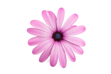 Single Pinkish Purple African Daisy (Osteospermum) Flower Head Isolated on White Background © Esin Deniz