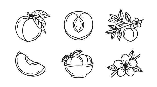 Peach illustrations with leaves bowl slice flower stone fruit illustration botanical collection isolated background minimalist creative handmade