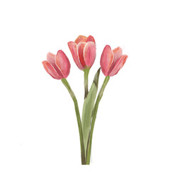 Naklejka premium Soft Pink Tulip Watercolor Illustration