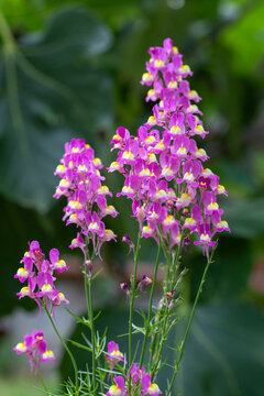 Abundance of Pink and Yellow Moroccan Toadflax (Linaria maroccana) Flowers Blooming in a Garden