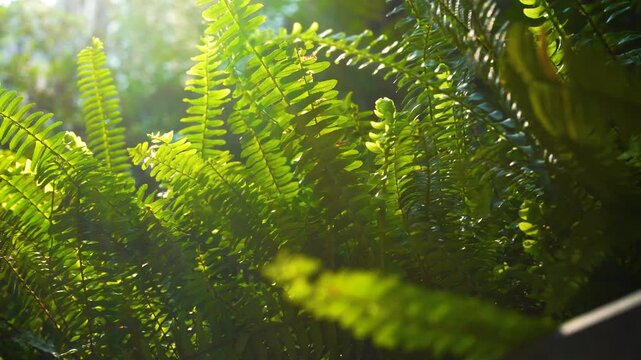 Closeup of lush green fern fronds backlit by sunlight