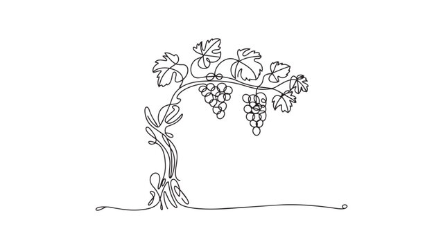 Continuous line drawing of grapevine with hanging grape bunches for vineyard wine design.