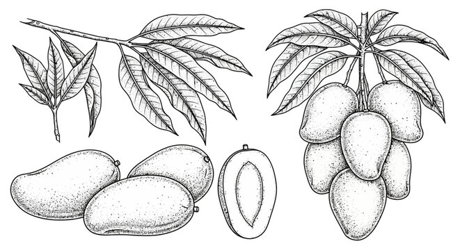 Mango fruit, illustration of mango tree, mango vector, tropical fruit, fruit icons