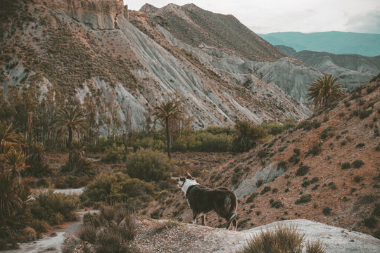 Border Collie dog standing on a hill looking at a desert oasis valley with palm trees in Tabernas, Almeria, Spain. Pet travel adventure landscape.
