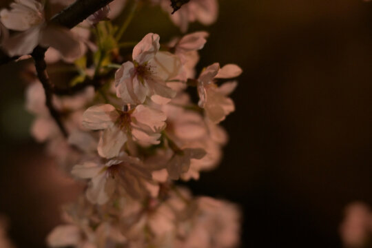 ダークトーンの背景にじんわりと浮かび上がる幻想的な夜桜