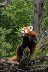 Fototapeta premium Panda roux mangeant des pousses de bambou 