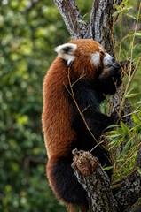 Fototapeta premium Panda roux mangeant des pousses de bambou 