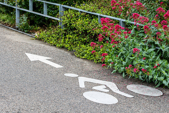 Arrow and bicycle symbols guide a Lyon lane past flowers, sidewalk edges and greenery, where marking, direction and mobility follow the rail.