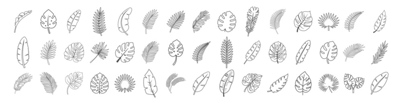 Collection of various tropical leaf outline icons in a minimal line style. Multiple botanical plant shapes on transparent background.
