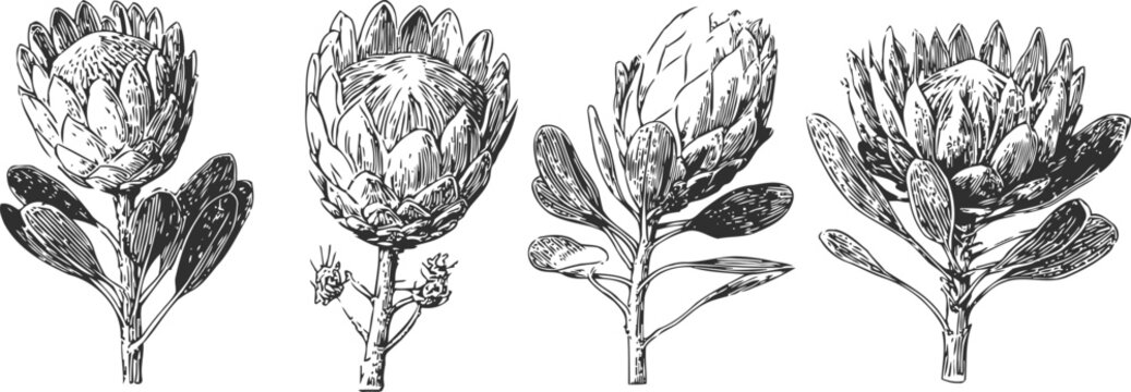 hand drawn artichoke illustrations botanical sketches, detailed vegetable plants leaves bud floral garden natural organic fresh healthy vintage engraving set