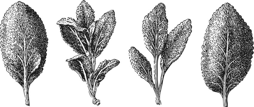 Vintage kale leaf engraving illustrations hand drawn curly green vegetable leaves detailed botanical etching collection, natural healthy food in black and white