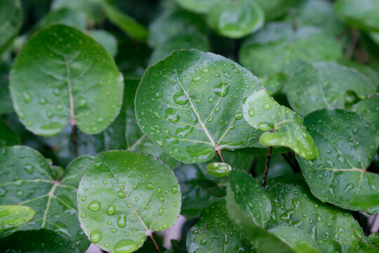 Morning dew on the leaves of polyscias scutellaria