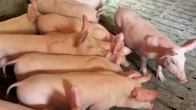 Funny piglets little pigs in the farm.