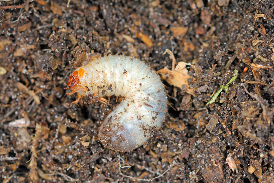 close up of a grub