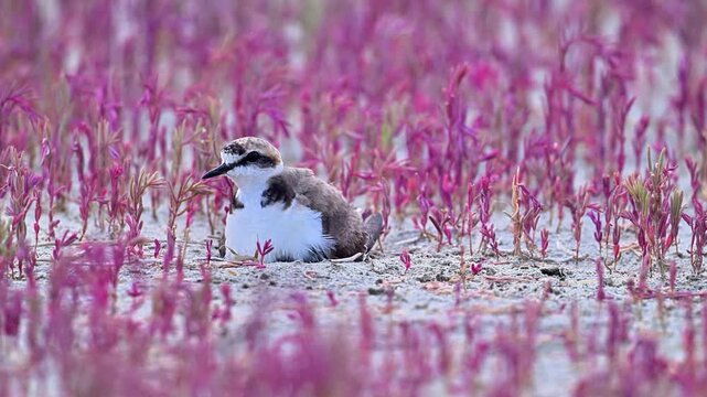 Kentish plover protecting chick among purple plants