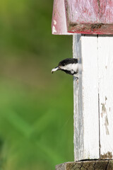 Black-capped chickadee with fecal sac © erbephoto