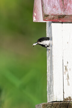 Black-capped chickadee with fecal sac